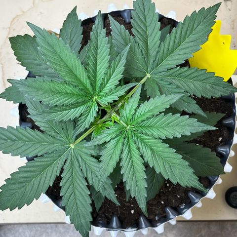 #2 BCN Critical XXL Auto growlog timeline photo