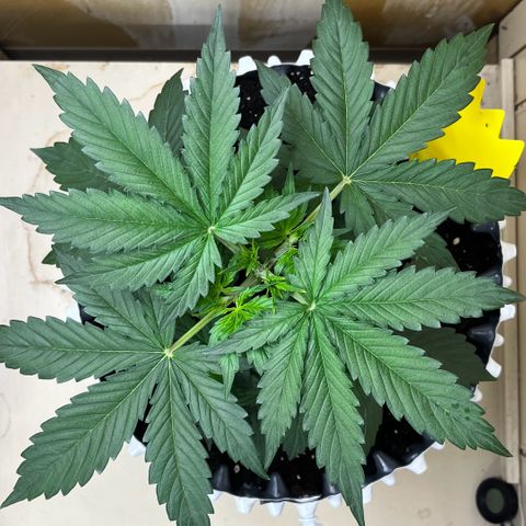 #2 BCN Critical XXL Auto growlog timeline photo