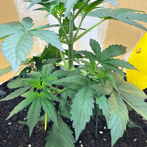#2 BCN Critical XXL Auto growlog timeline photo
