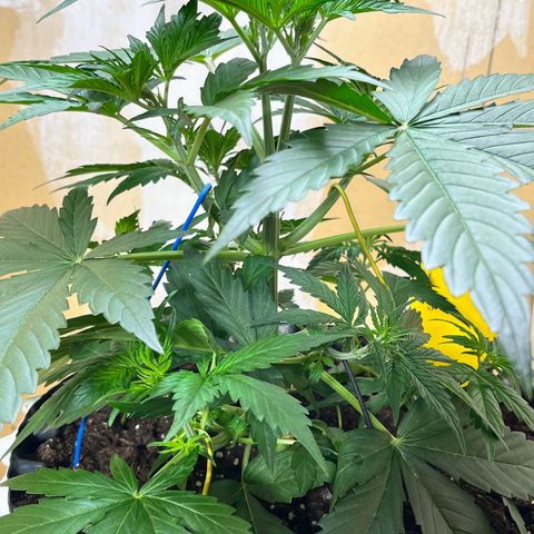 #2 BCN Critical XXL Auto growlog timeline photo