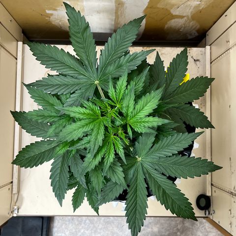 #2 BCN Critical XXL Auto growlog timeline photo