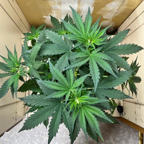 #2 BCN Critical XXL Auto growlog timeline photo