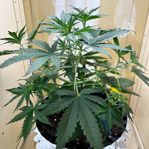 #2 BCN Critical XXL Auto growlog timeline photo