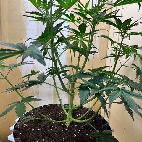 #2 BCN Critical XXL Auto growlog timeline photo