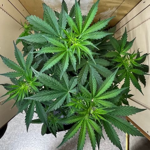 #2 BCN Critical XXL Auto growlog timeline photo