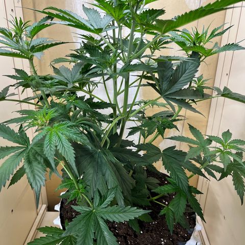 #2 BCN Critical XXL Auto growlog timeline photo
