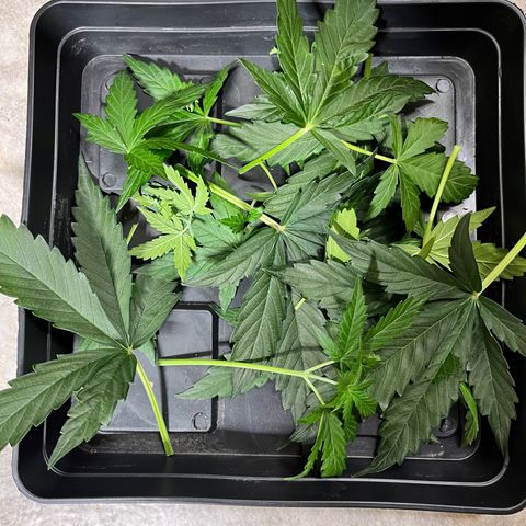 #2 BCN Critical XXL Auto growlog timeline photo