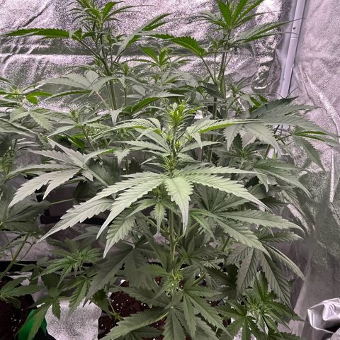 #2 BCN Critical XXL Auto growlog timeline photo