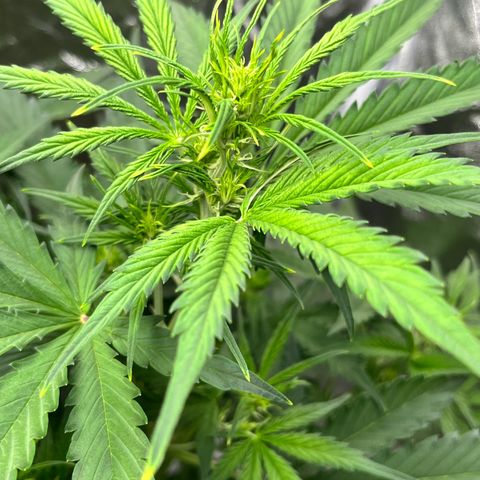 #2 BCN Critical XXL Auto growlog timeline photo