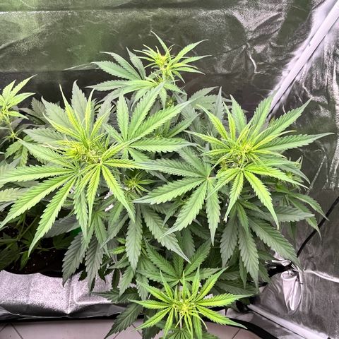 #2 BCN Critical XXL Auto growlog timeline photo