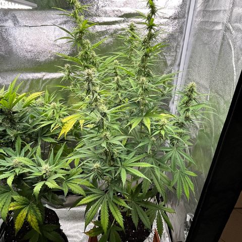 #2 BCN Critical XXL Auto growlog timeline photo
