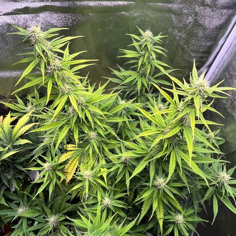 #2 BCN Critical XXL Auto growlog timeline photo