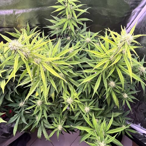 #2 BCN Critical XXL Auto growlog timeline photo
