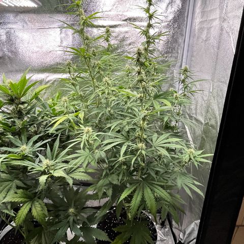 #2 BCN Critical XXL Auto growlog timeline photo