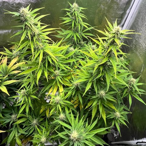 #2 BCN Critical XXL Auto growlog timeline photo