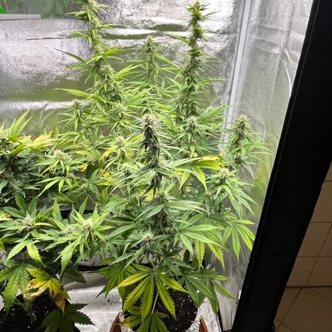 #2 BCN Critical XXL Auto growlog timeline photo