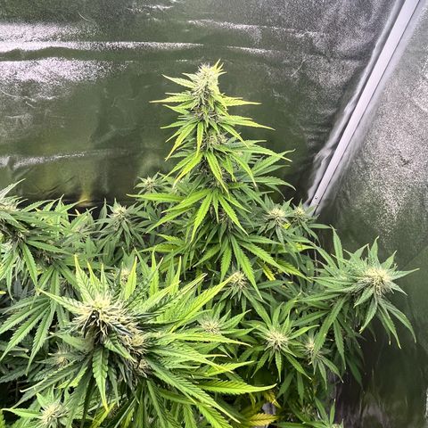 #2 BCN Critical XXL Auto growlog timeline photo