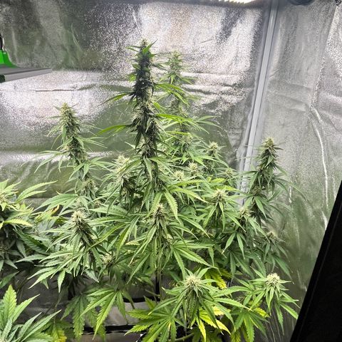 #2 BCN Critical XXL Auto growlog timeline photo
