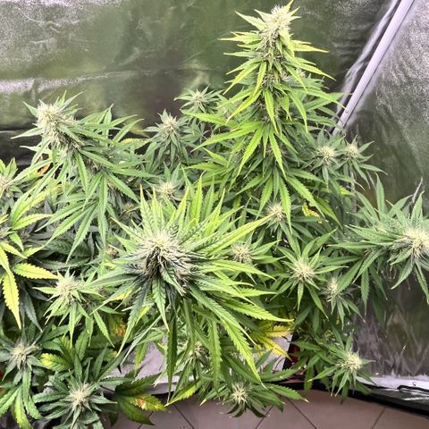 #2 BCN Critical XXL Auto growlog timeline photo