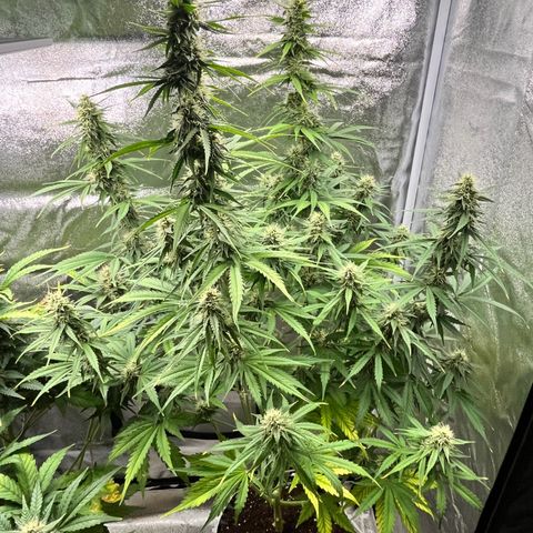 #2 BCN Critical XXL Auto growlog timeline photo