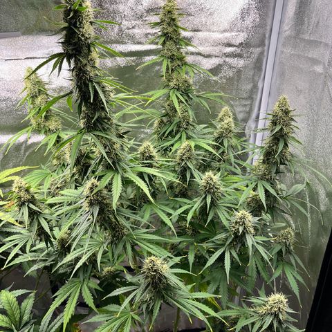 #2 BCN Critical XXL Auto growlog timeline photo