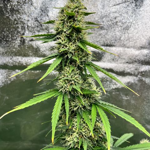 #2 BCN Critical XXL Auto growlog timeline photo