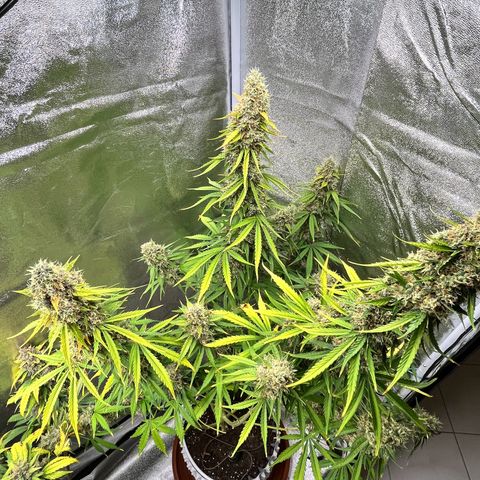 #2 BCN Critical XXL Auto growlog timeline photo