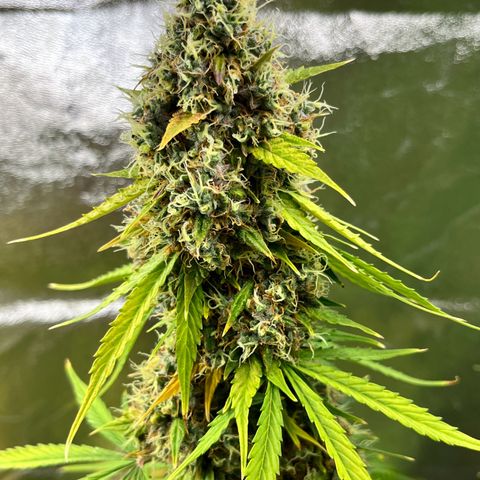 #2 BCN Critical XXL Auto growlog timeline photo