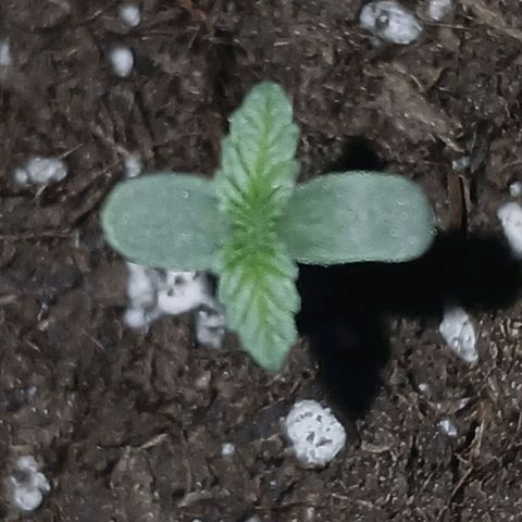 Caramel Automatic growlog timeline photo