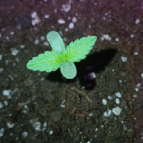 Caramel Automatic growlog timeline photo