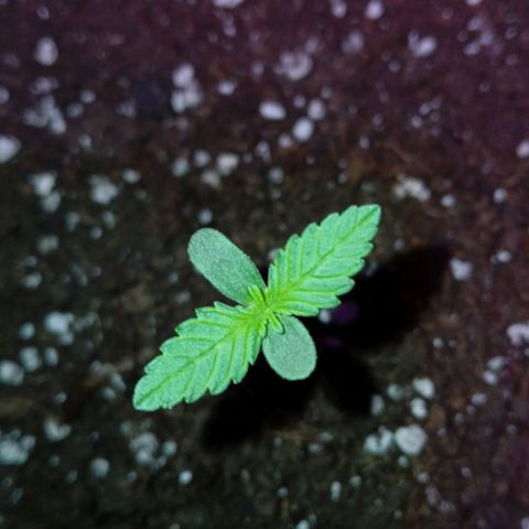 Caramel Automatic growlog timeline photo