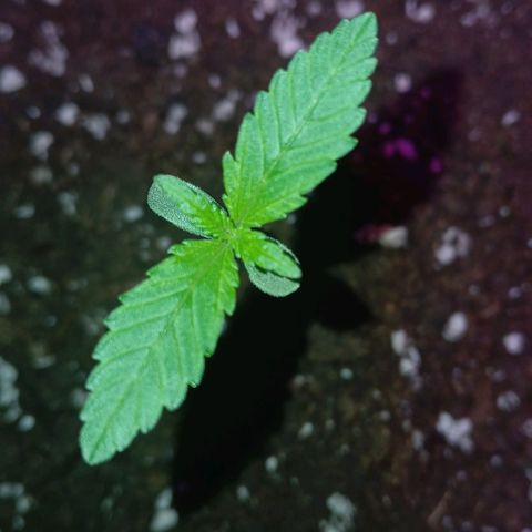 Caramel Automatic growlog timeline photo