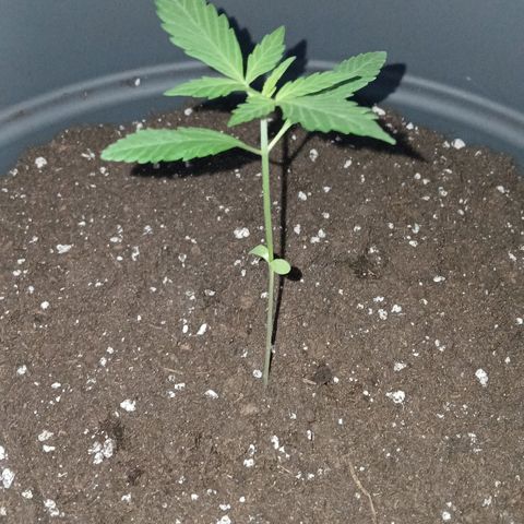 Caramel Automatic growlog timeline photo