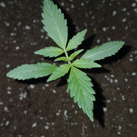Caramel Automatic growlog timeline photo