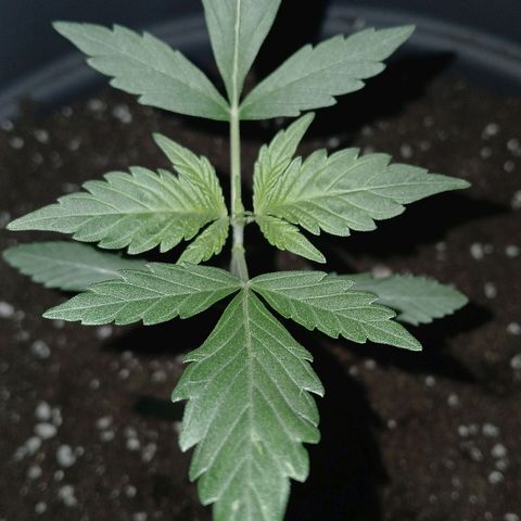 Caramel Automatic growlog timeline photo