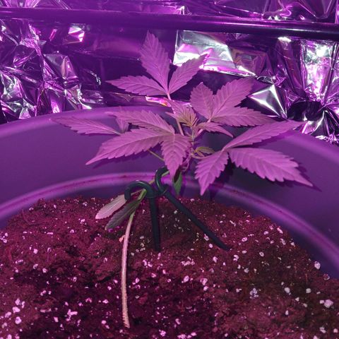 Caramel Automatic growlog timeline photo