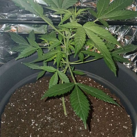 Caramel Automatic growlog timeline photo