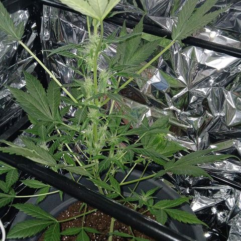 Caramel Automatic growlog timeline photo