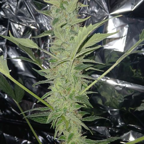 Caramel Automatic growlog timeline photo