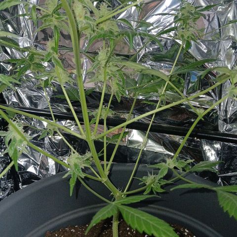 Caramel Automatic growlog timeline photo