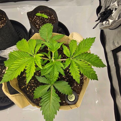 Pink Gasoline growlog timeline photo