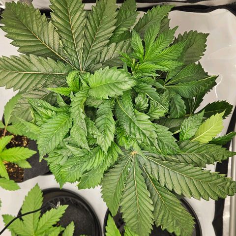 Pink Gasoline growlog photo: Lst after acores