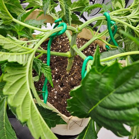 Pink Gasoline growlog photo: Lst after acores