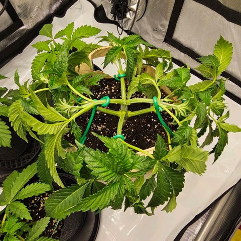 Pink Gasoline growlog photo: Lst after acores