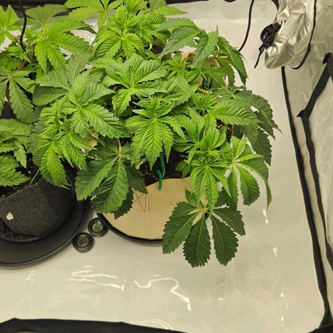 Pink Gasoline growlog timeline photo