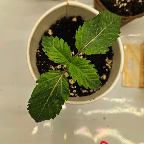 Pink Gasoline growlog timeline photo