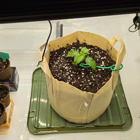 Pink Gasoline growlog photo: Transpoting
