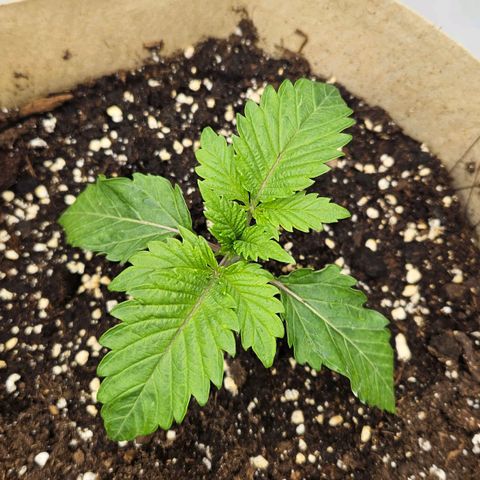 Pink Gasoline growlog timeline photo