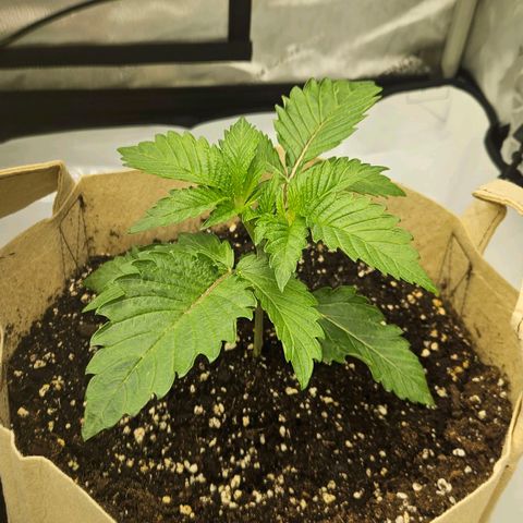 Pink Gasoline growlog timeline photo