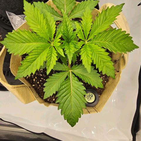 Pink Gasoline growlog timeline photo